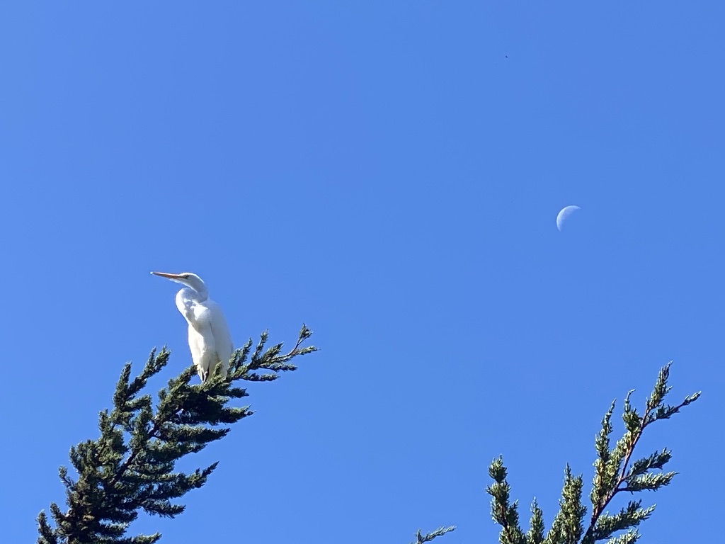 Bird and moon
