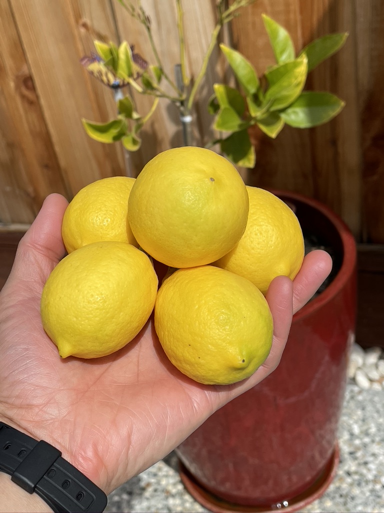 Lemon harvest in May